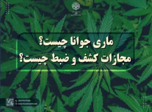 ماری جوانا چیست؟ مجازات کشف و ضبط چیست؟